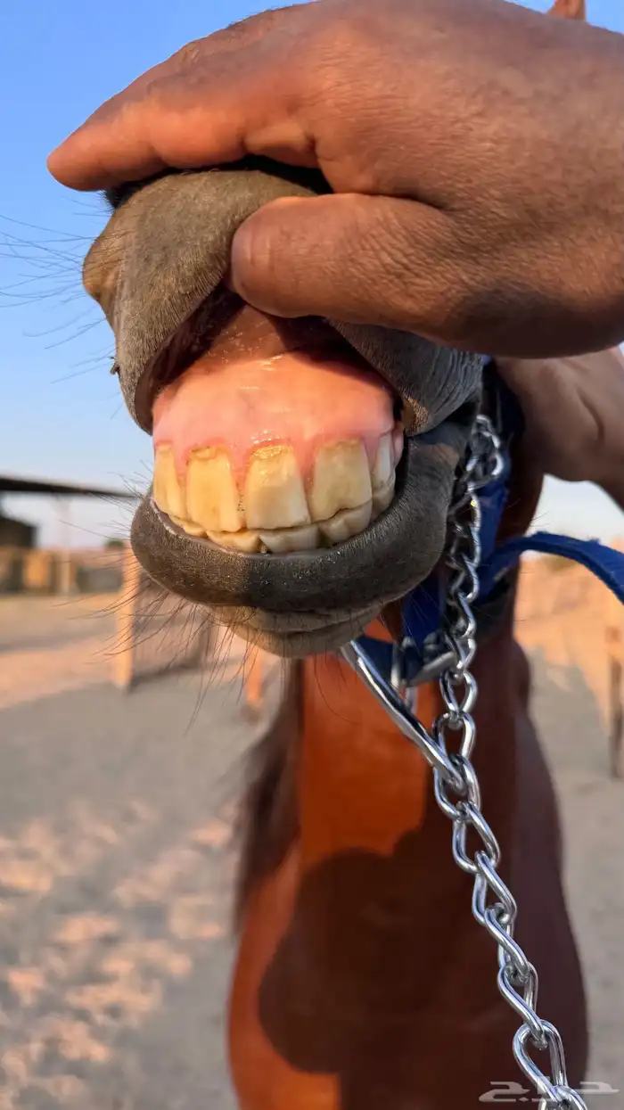 حصان عربي واهو 9