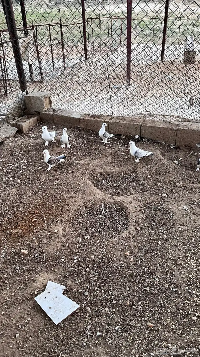 حمام حب رمان للبيع 1