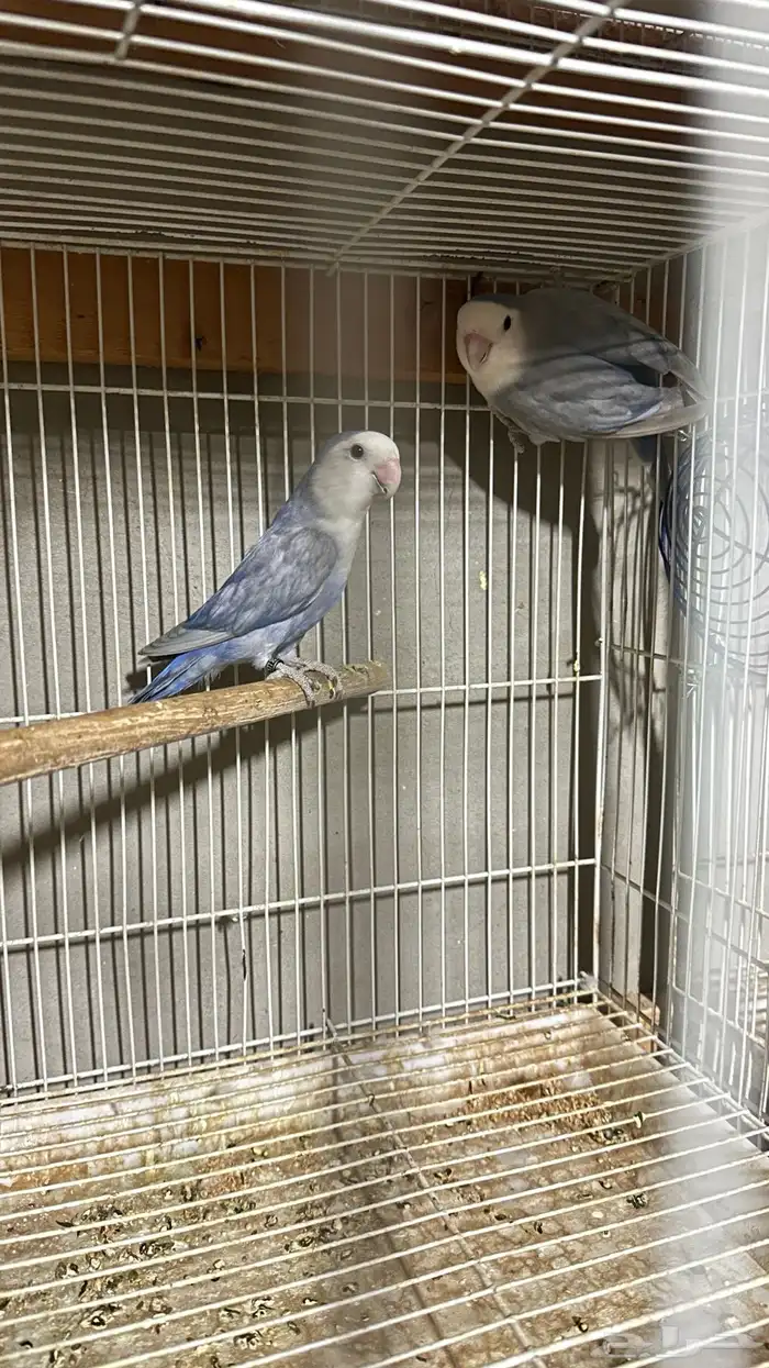 جوز روز منتج شرط من محمية تغريد 1