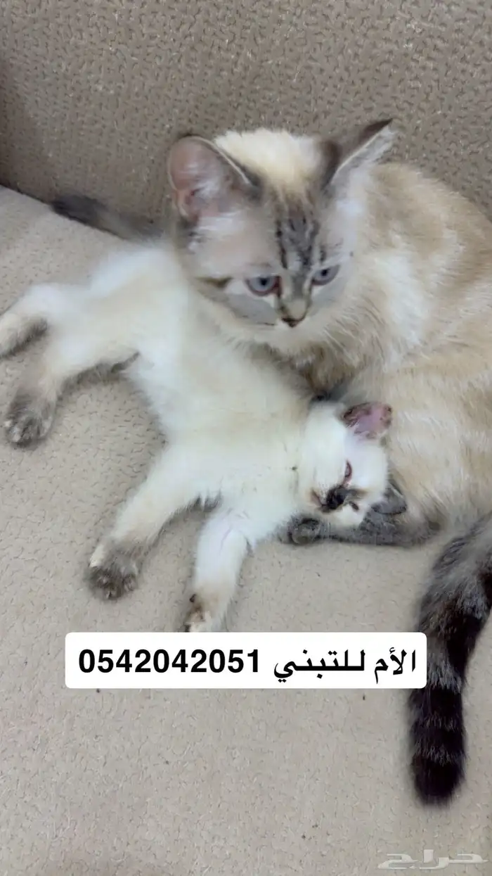 قطط صغيره للبيع 0