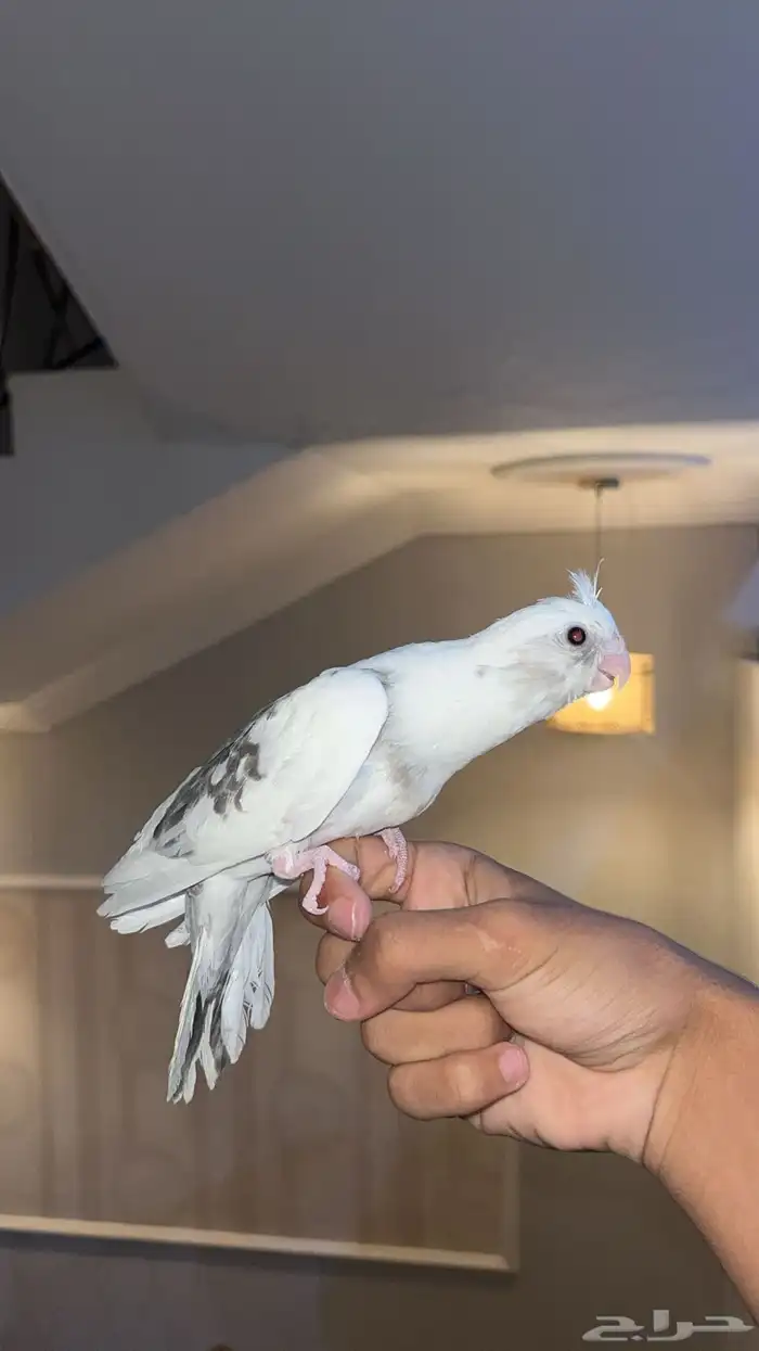 كروان هولندي اليف 2