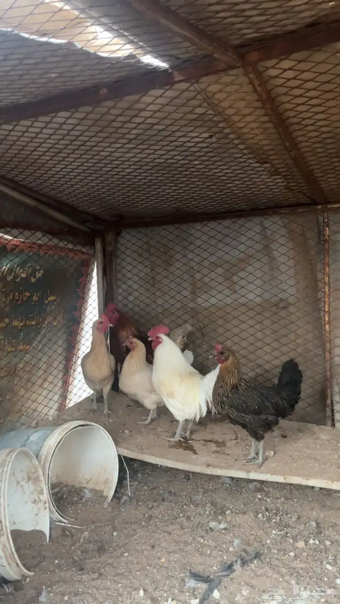 للبيع دجاج بياض 0