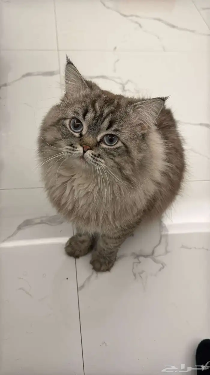 قطو ذكر للبيع 1