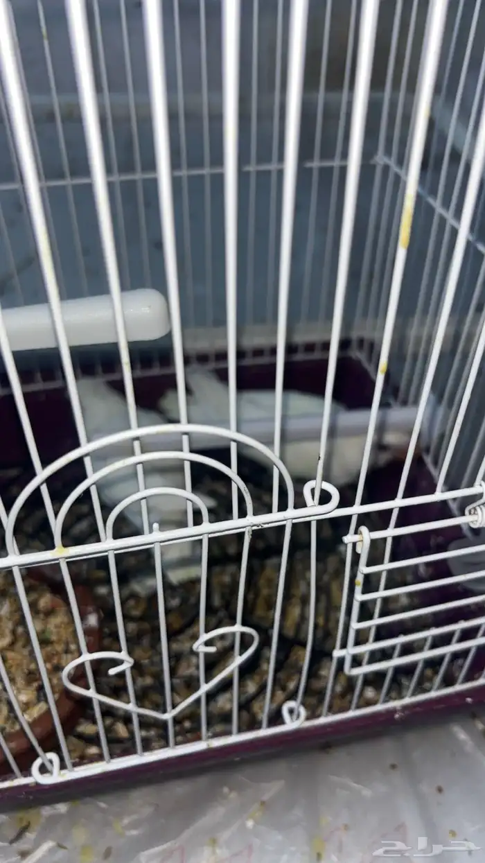 زوج روز منتج البينو 3