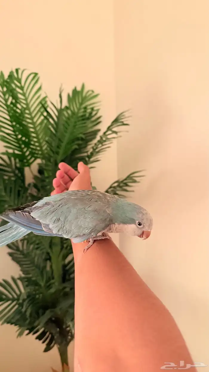 طيور وببغوات اليفه جدا ومتكلمه 3