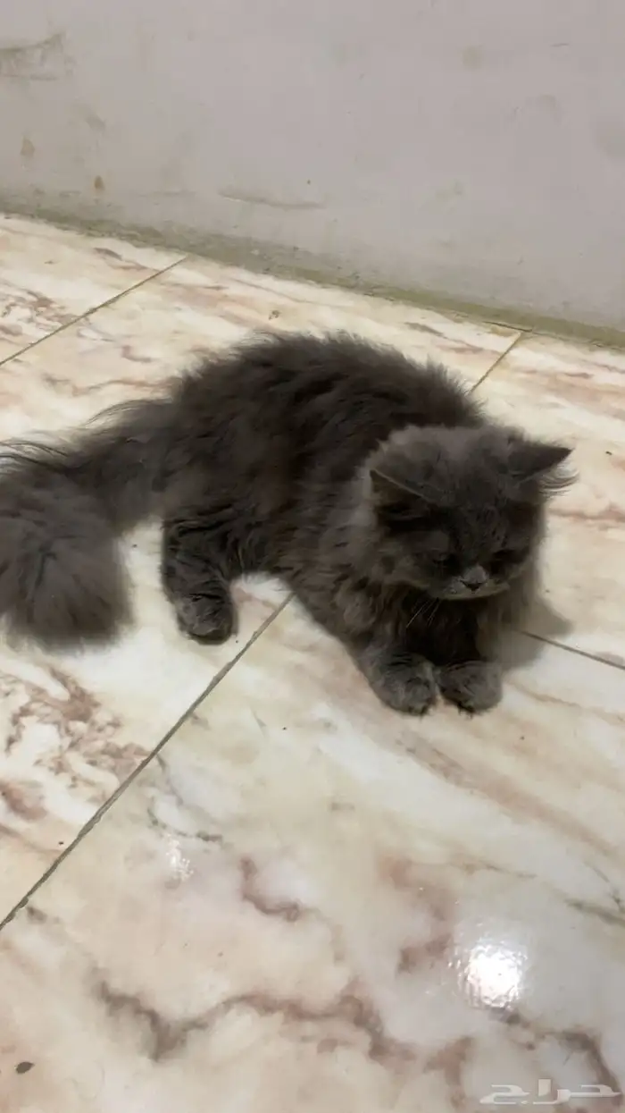 قطوه للبيع 1