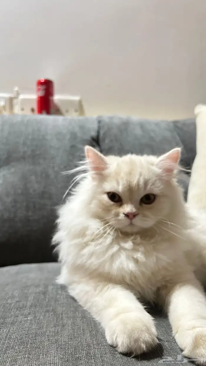 قط ذكر شيرازي عمره خمس اشهور 1