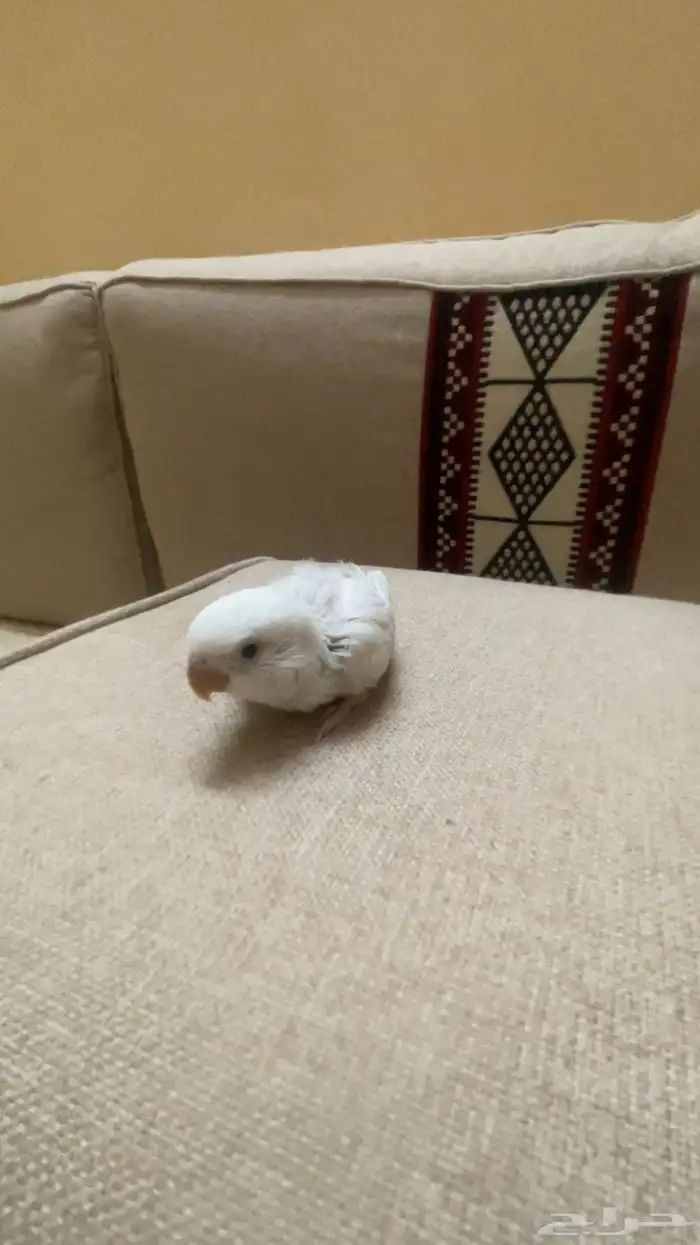 فروخ روز واسعار مميزه 4