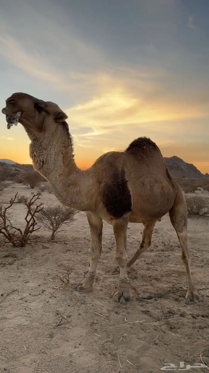 بعير فحل كفو 2