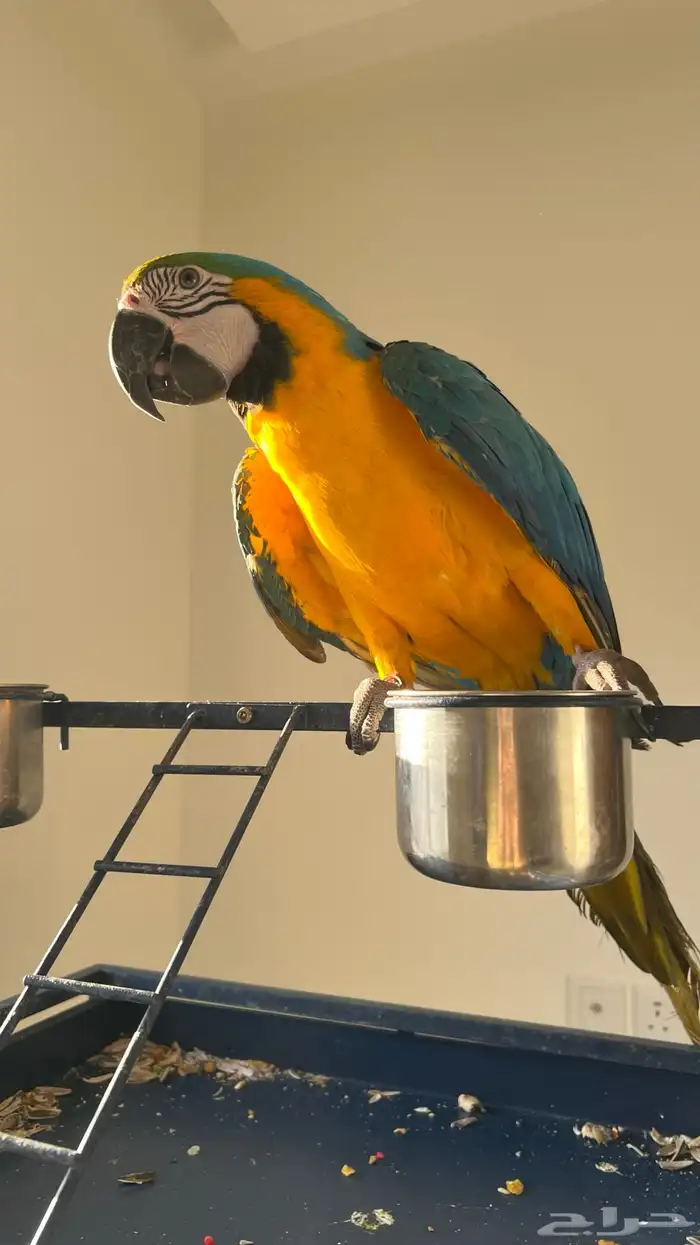 ببغاء مكاو بلو اند قولد اليف هدد 0