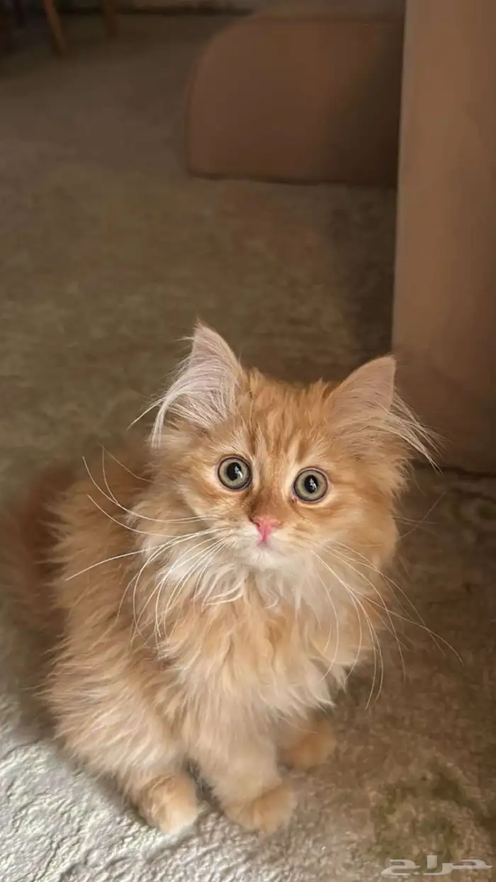 قط للبيع 0