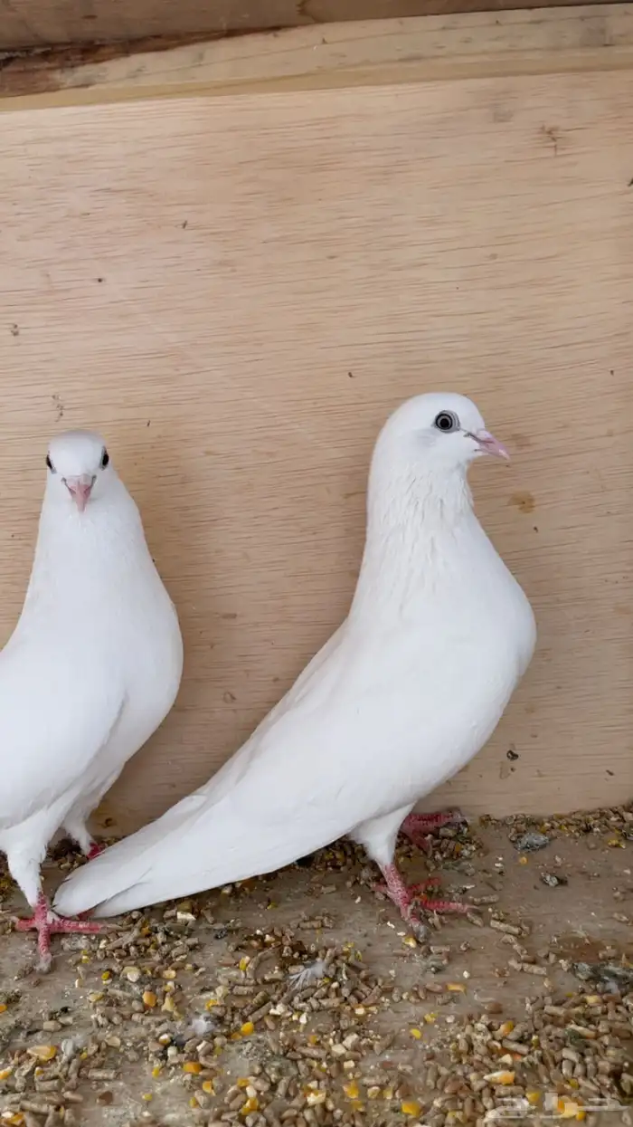 حمام ساندرا باكستاني 0