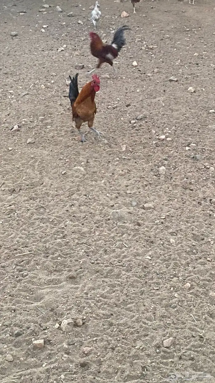 ديكة بلدي للبيع 0