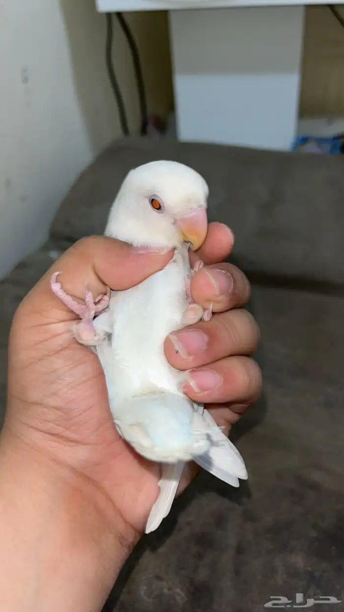 روز البينو عيون حمر سوبر جامبو 0