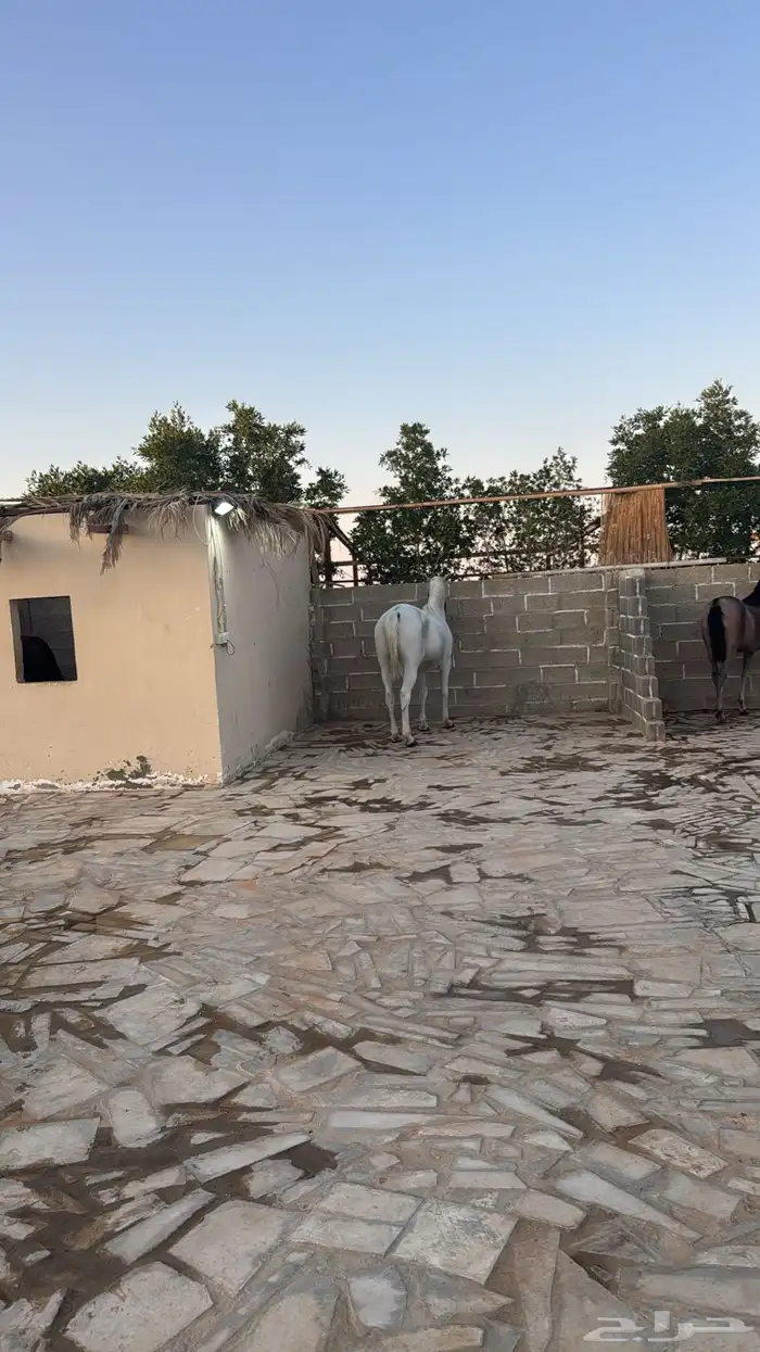 افراس للبيع 0