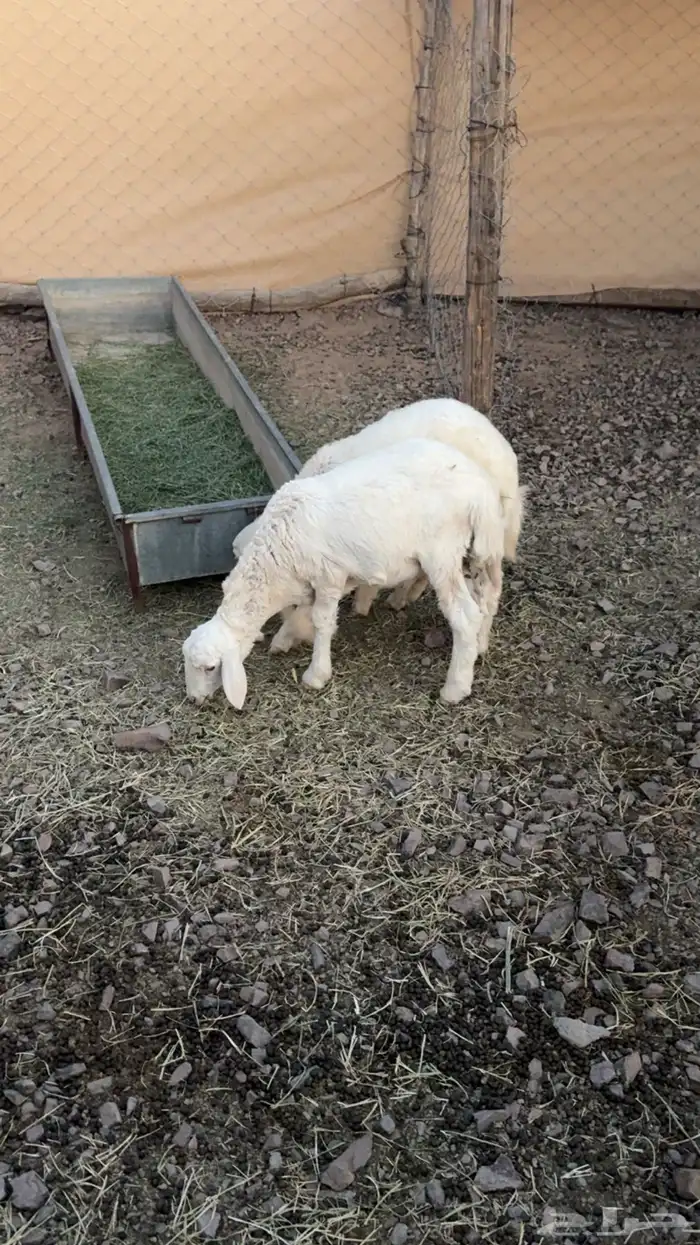 طليان حريات 0