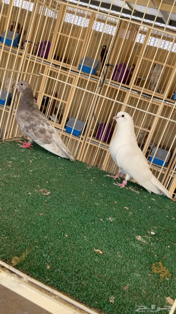 جوز صنعاوي 0