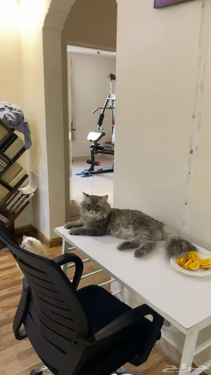 قطط للتبني 6