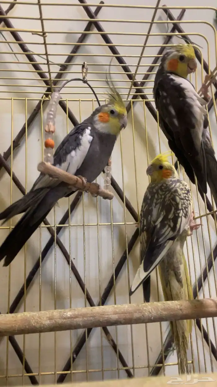 ثلاث طيور كروان للببع 3