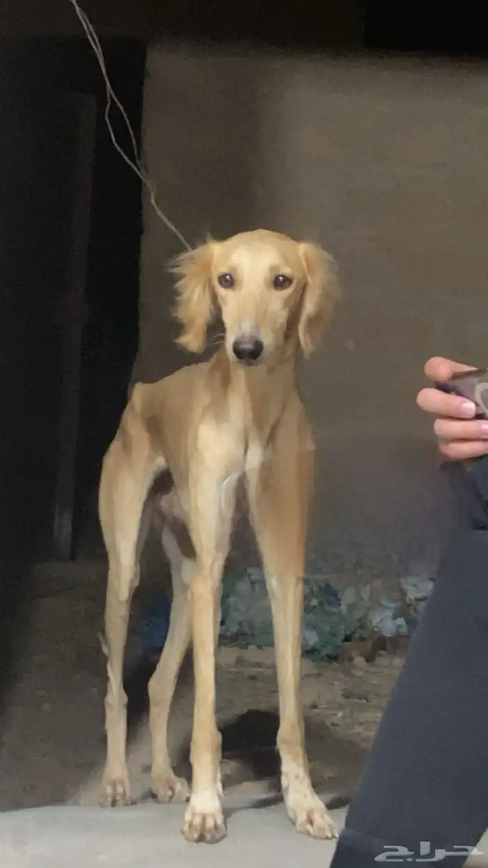 سلوقي ذكر احمر اريش 0