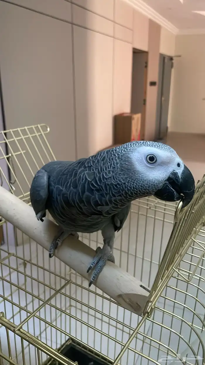 كاسكو متكلم و اليف 0