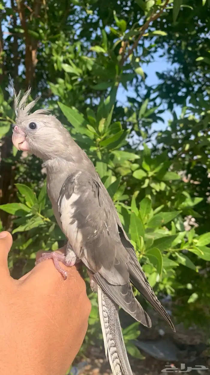 للبيع كروان وايت فيس هدد خارجي نهايت غر 3