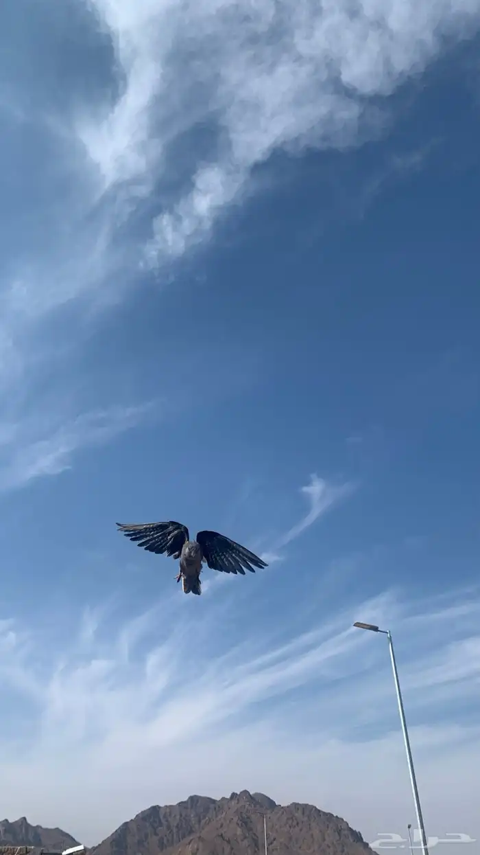 للبيع كروان وايت فيس هدد خارجي نهايت غر 1