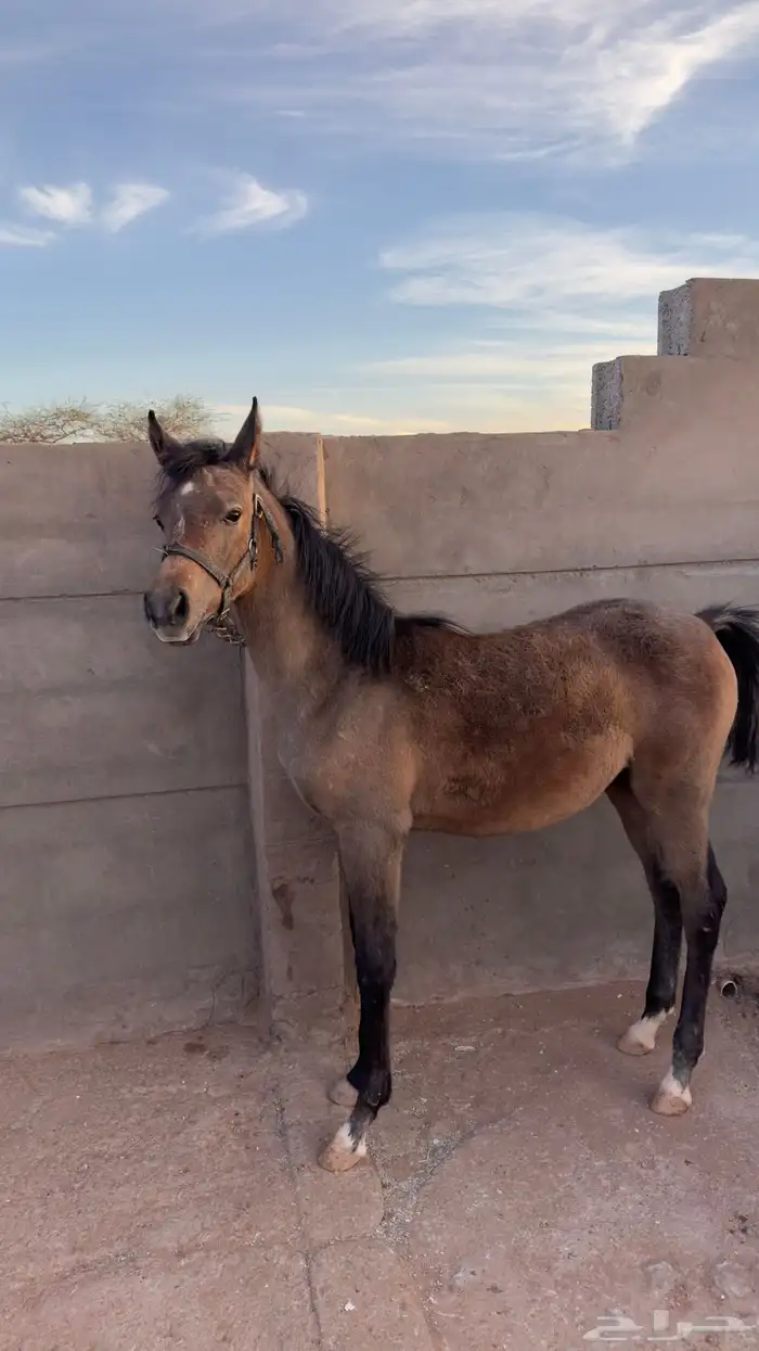 مهره شعبيه للبيع 2