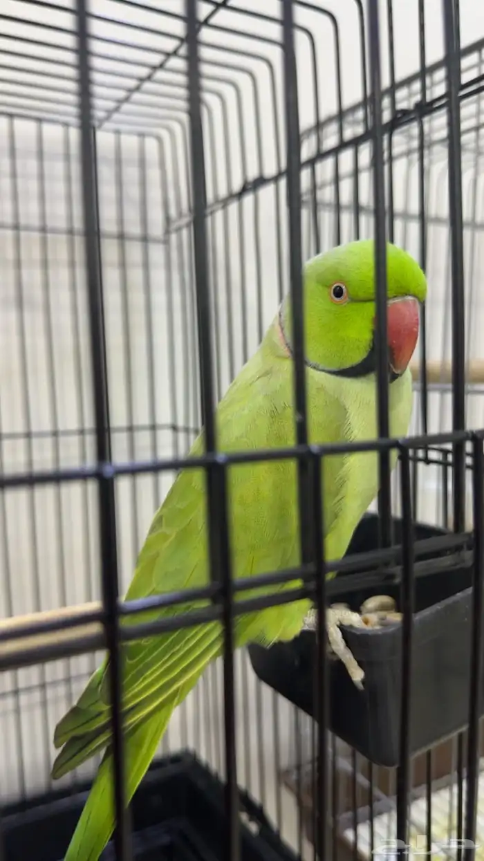 ببغاء دره متكلم اليف العمر سنه 1