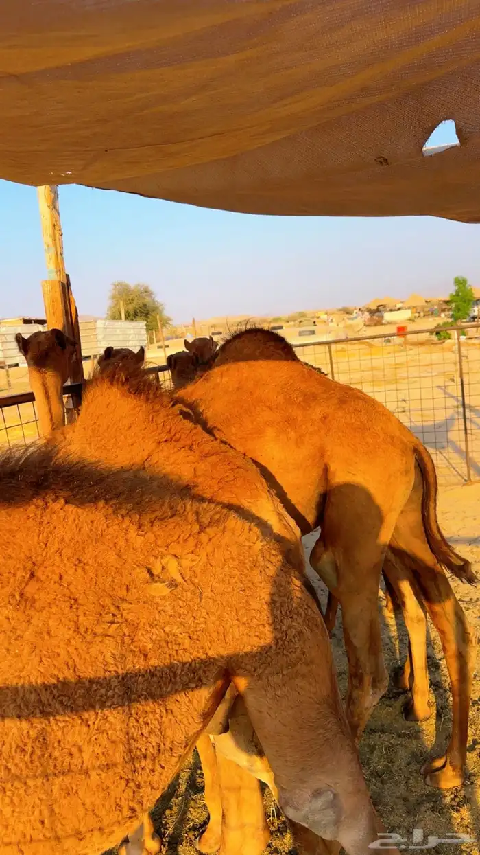 قعدان بلدي لوز سمان 4