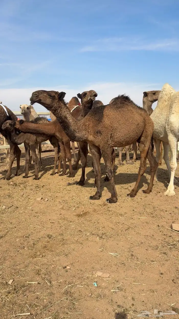 ذود صفر العدد 21 10