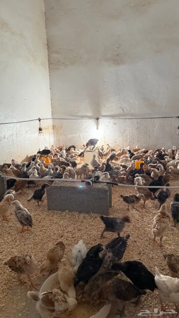 فروخ دجاج للبيع 5