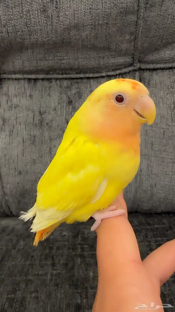 روز اليف شامل الملحقات 0