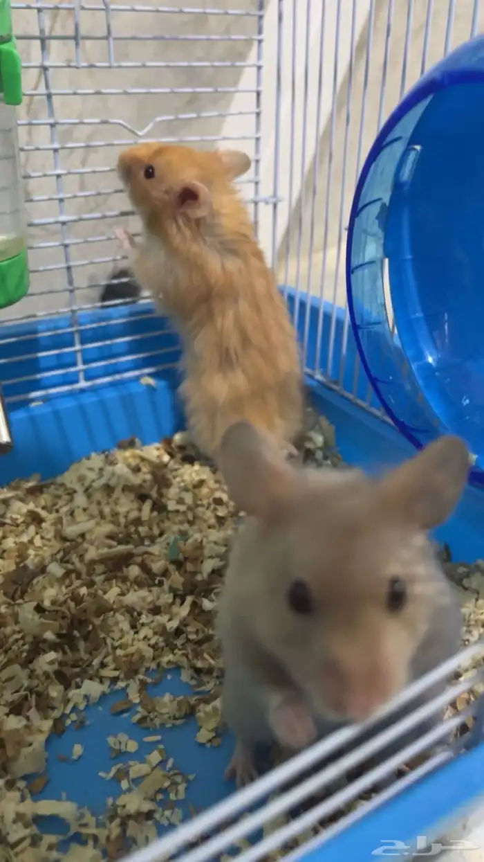 هامستر سوري 2