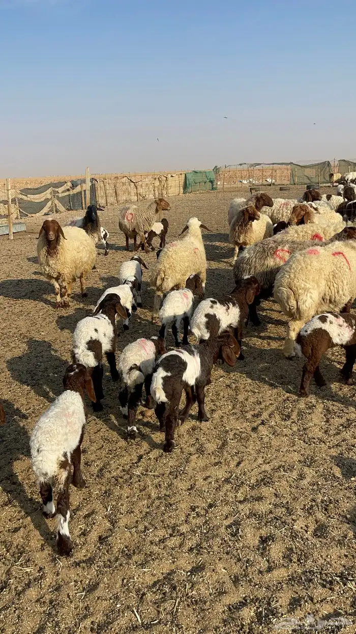 للبيع غنم نعيم مطافيل 9