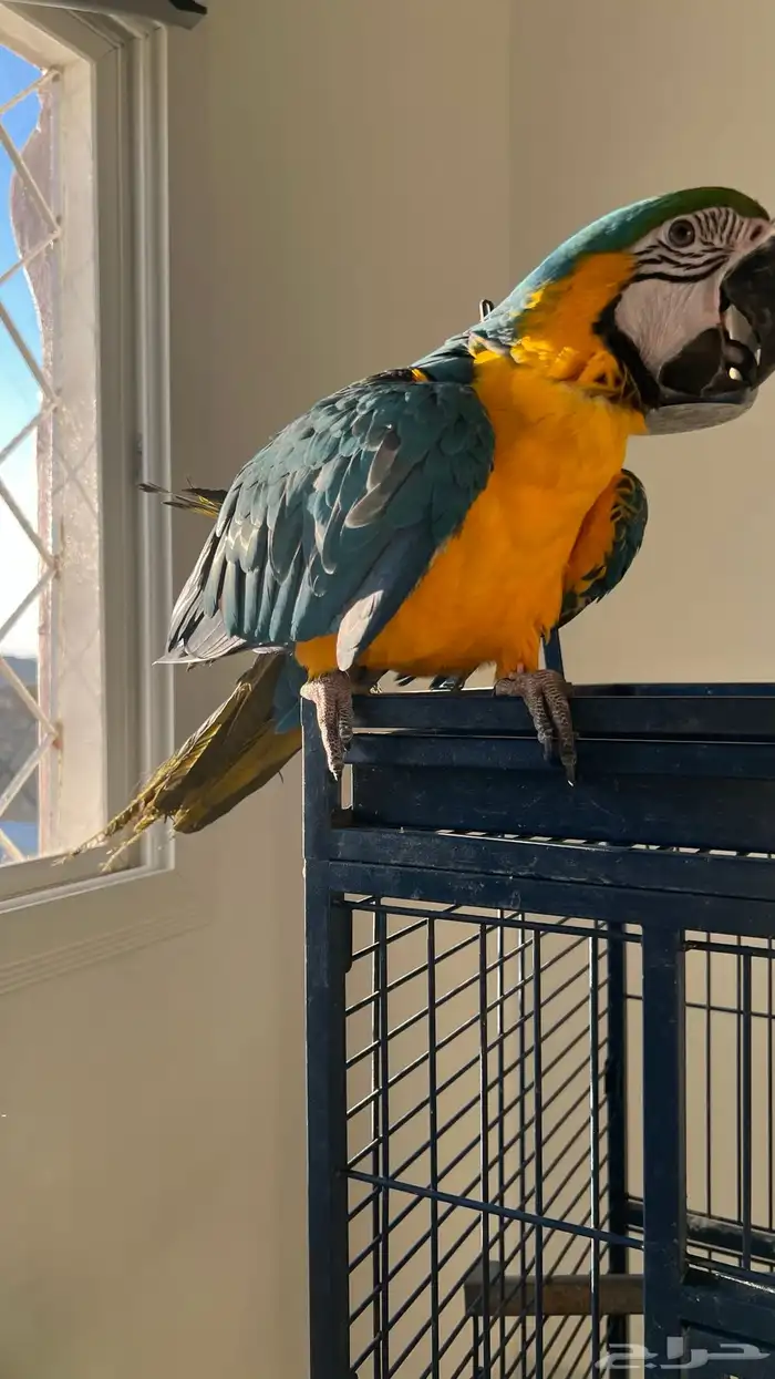 ببغاء مكاو بلو اند قولد اليف هدد 4