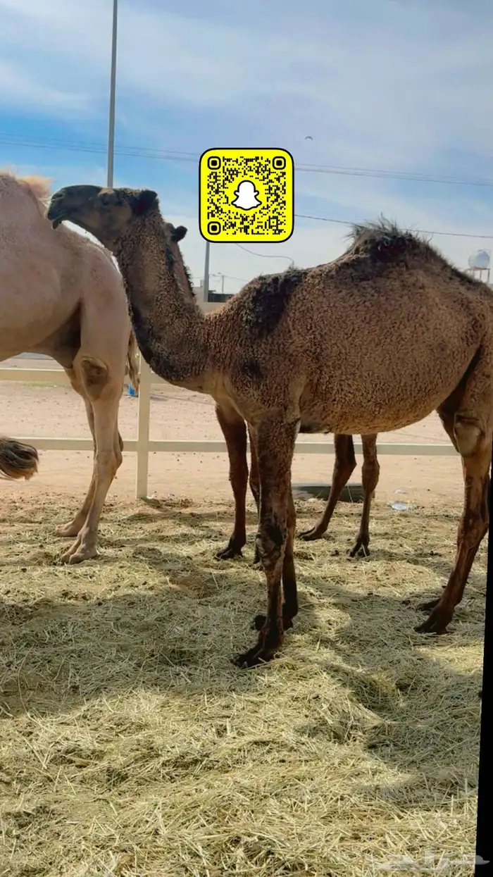 ذود صفر العدد 21 16