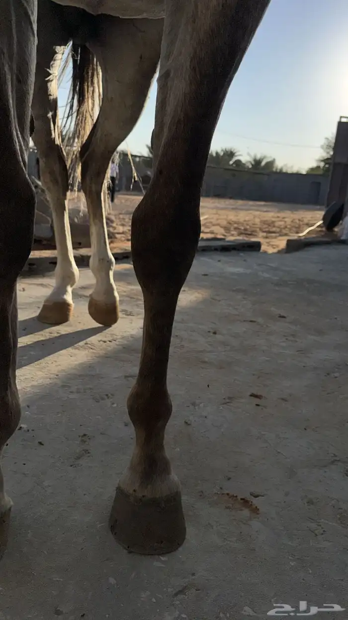 حصان صرعة عربي اصيل ابن مستند الخالدية 17