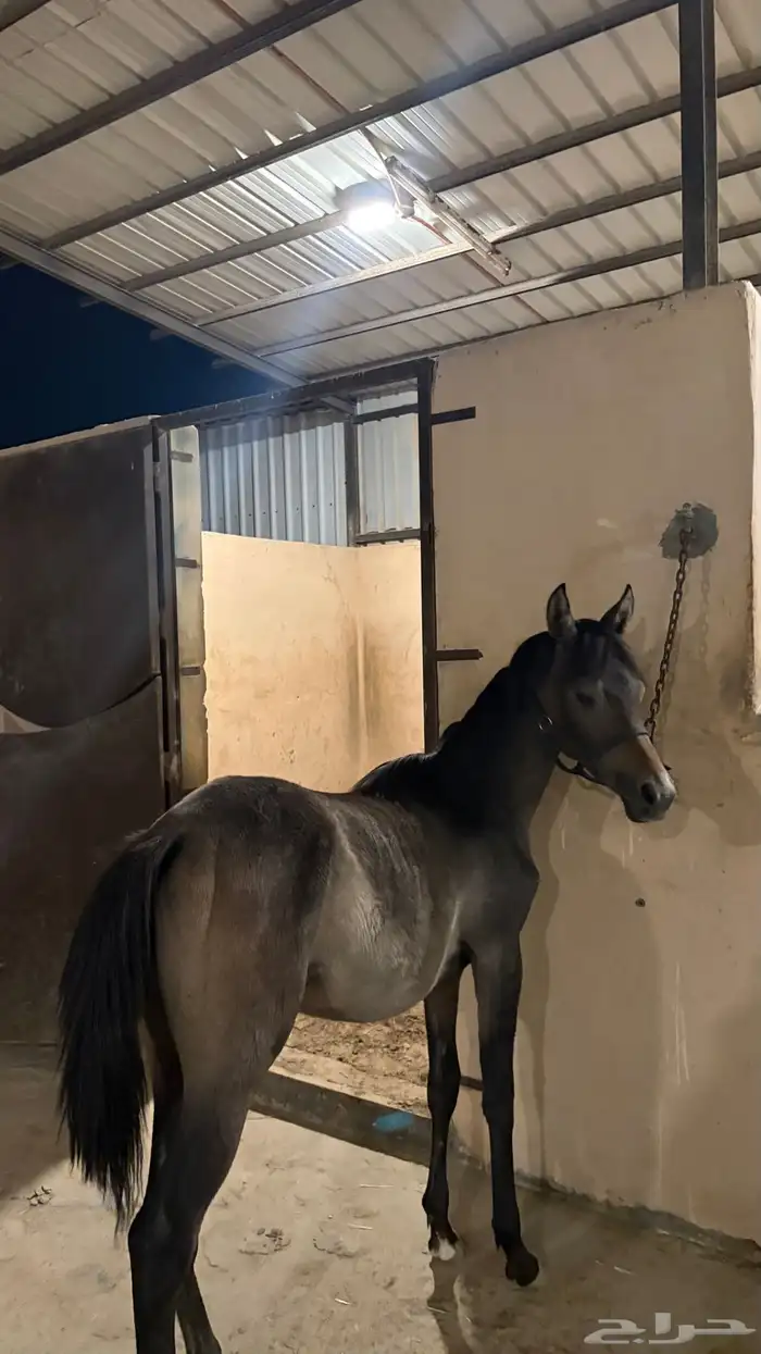 مهره شعبيه 5