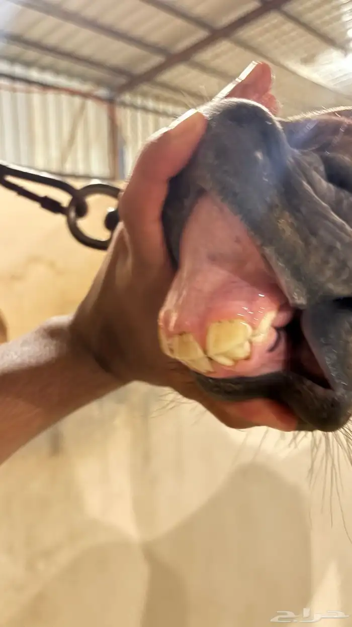 مهره شعبيه 2