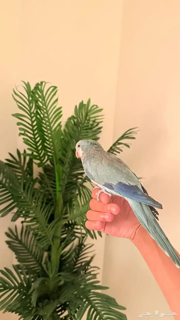 طيور وببغوات اليفه جدا ومتكلمه 5