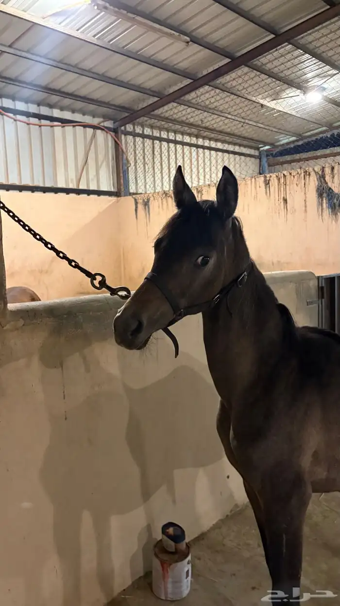 مهره شعبيه 0