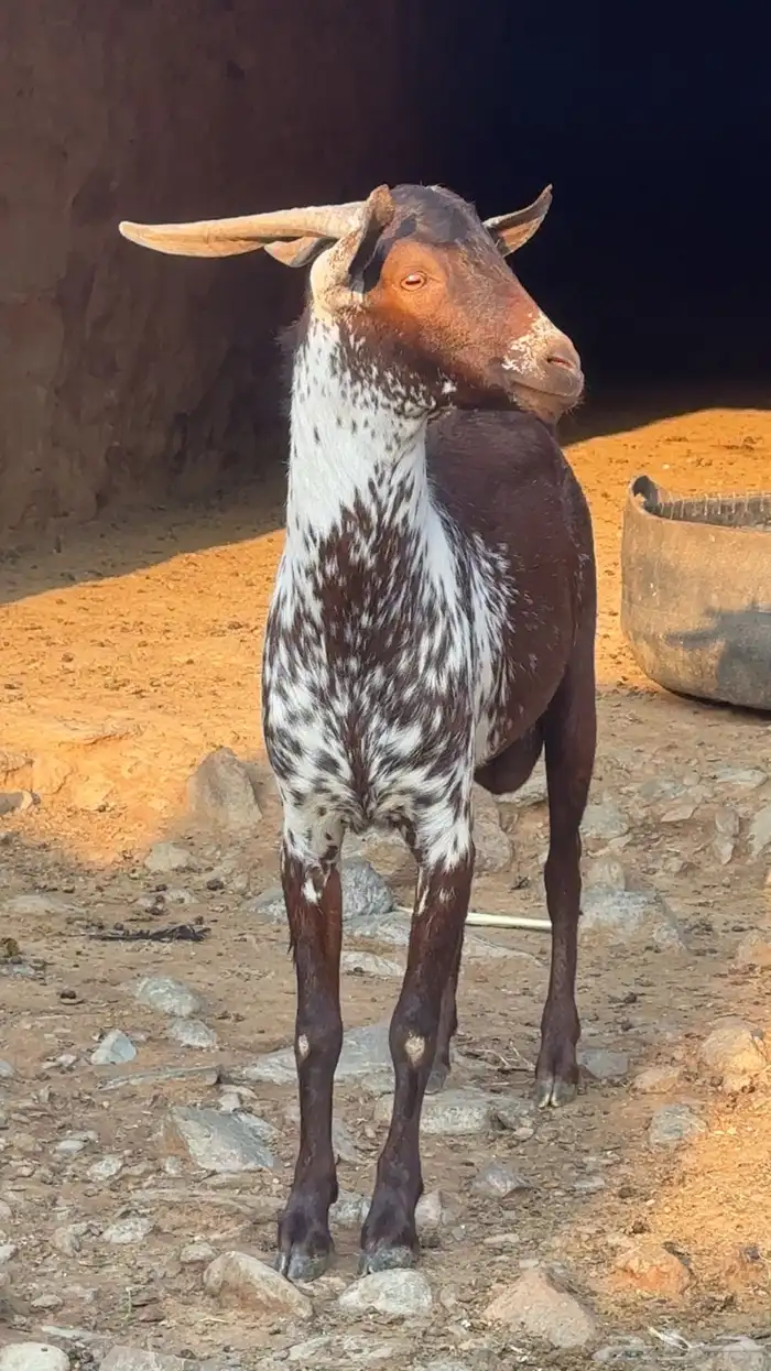 تيس فحل اوشح 4