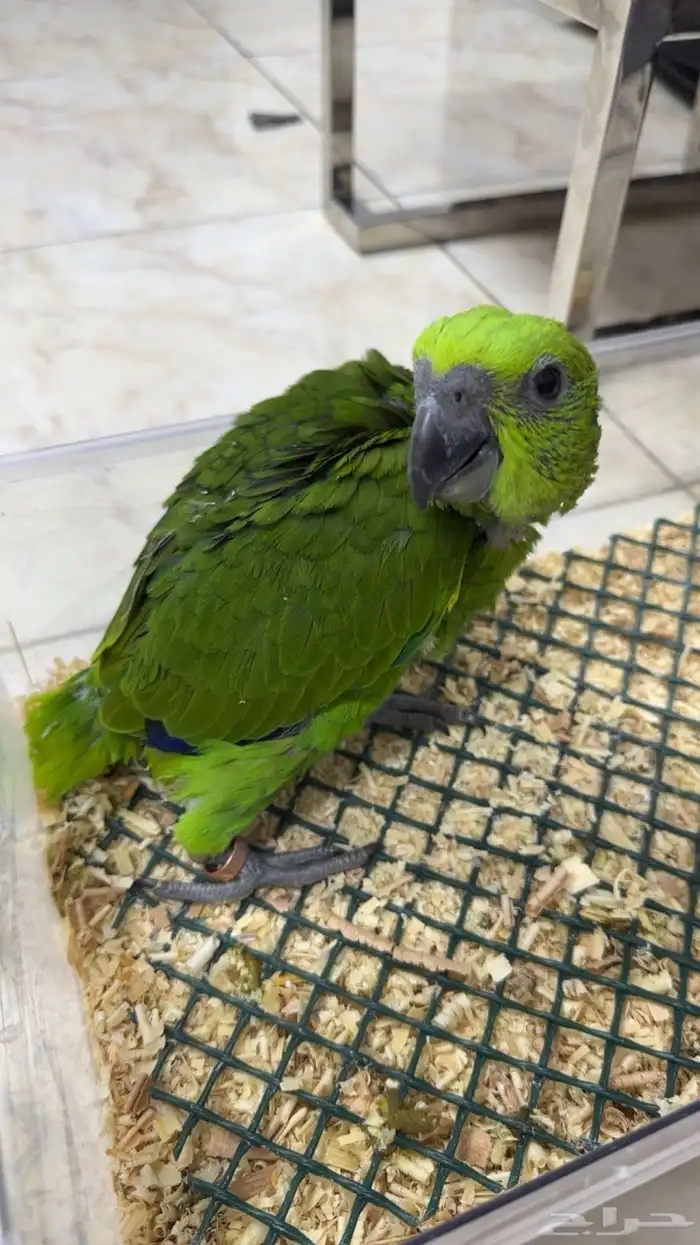 فرخ يلوناب بيور 1