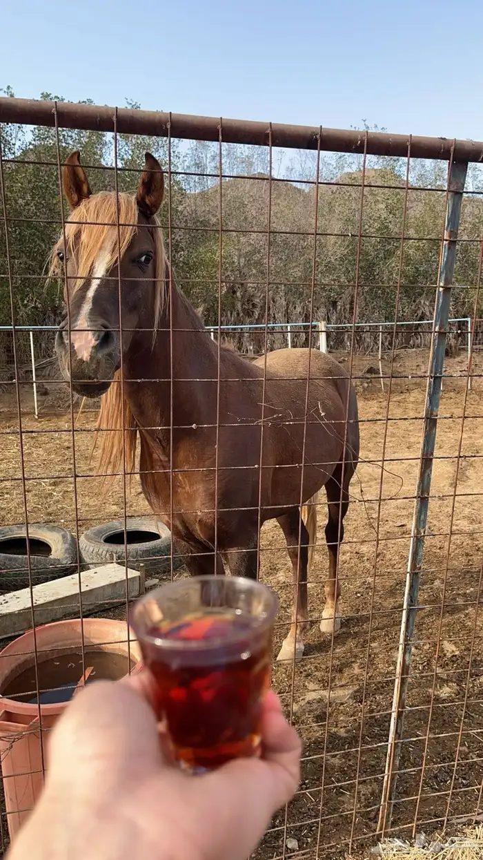 خيول شعبيه شرط للبيع 0