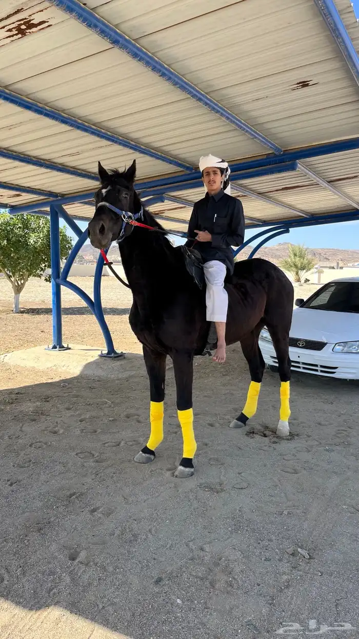 حصان مشروك للبيع تبغاء علومه اتصل على رقمي وسبب البيع ضرف 2