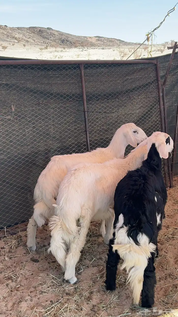 3 طليان للبيع 0