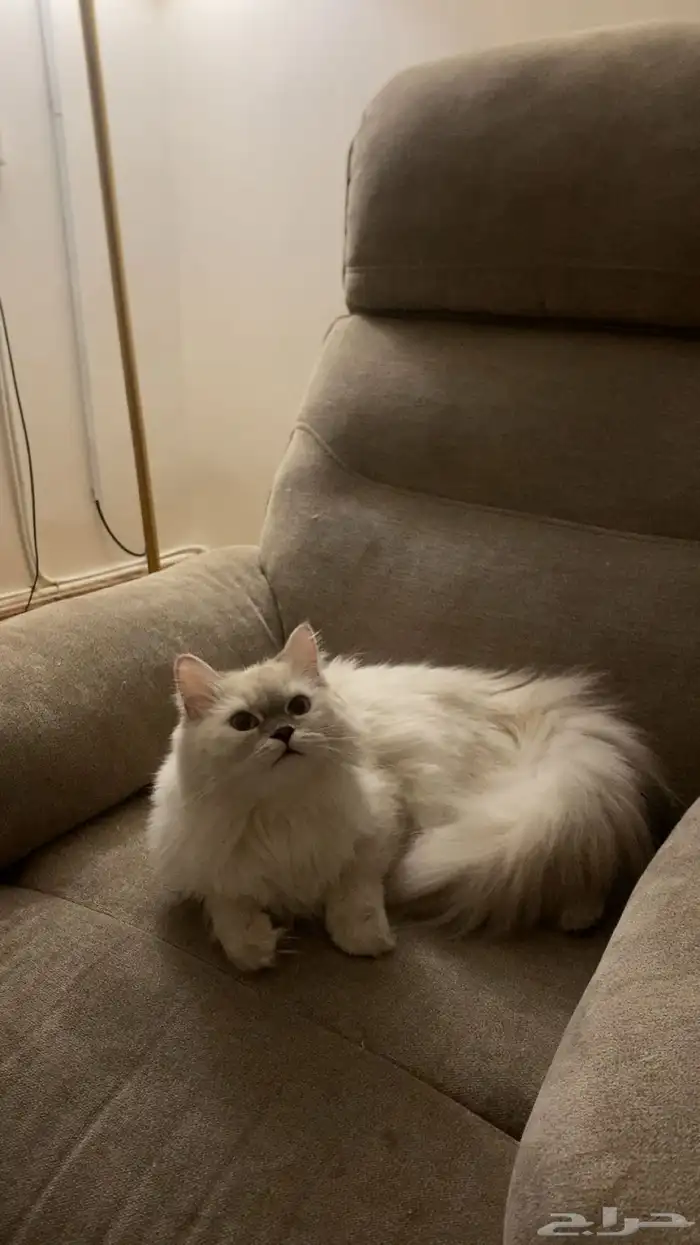 قطط للتبني 0