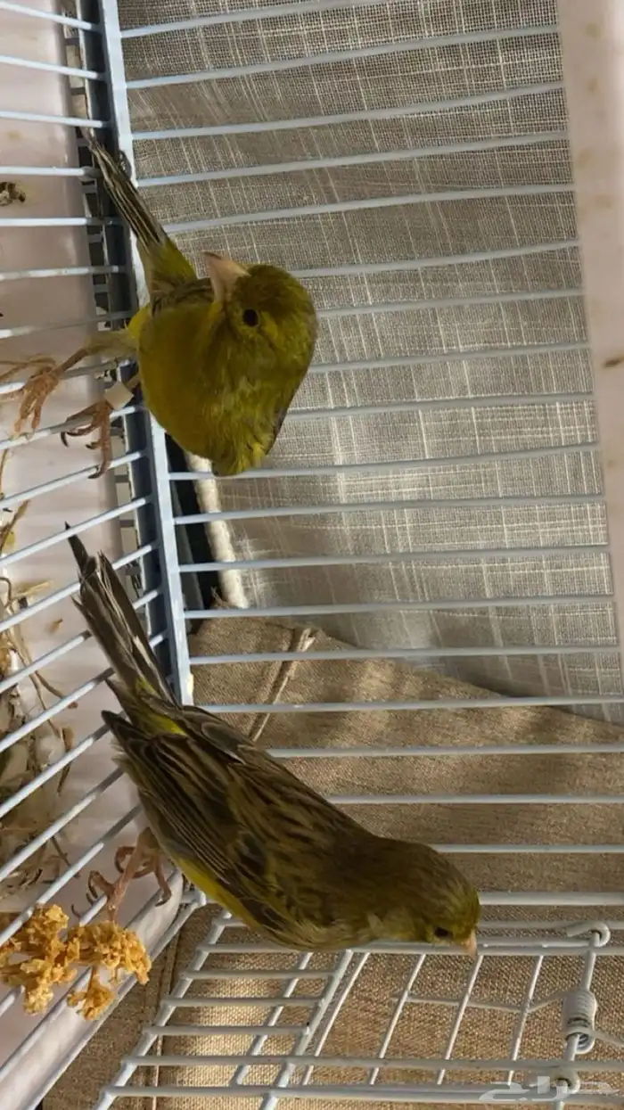 زوج كناري روسي 1