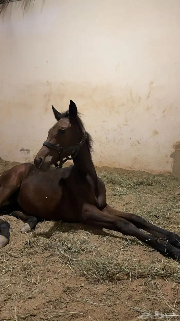 مهرة للبيع شعبي 1